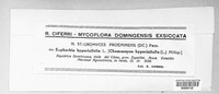 Uromyces proëminens image